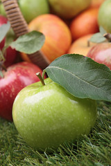 apples
