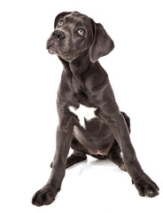 chiot Cané Corso femelle de 3 mois