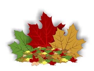 Autumn - maple leaves 2