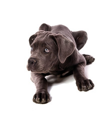 Obraz premium chiot Cané Corso femelle de 3 mois couchée