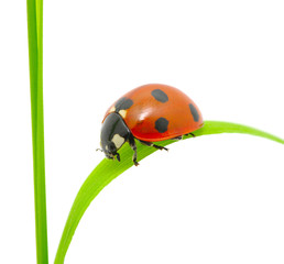 ladybug