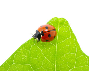 ladybug
