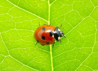 ladybug