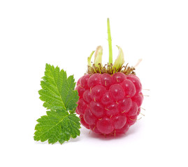 Raspberry