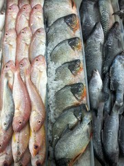 fresh fish at the market