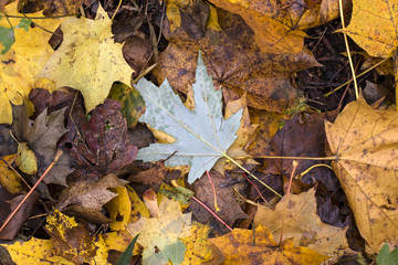 Autumn maple leaves