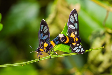 Pair of Euchormiid butterfly mating