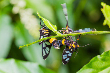 Pair of Euchormiid butterfly mating