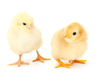 two yellow little chickens isolated on the white