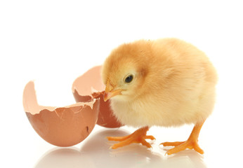 beautiful little chicken and eggshell isolated on the white