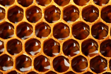 yellow beautiful honeycomb with honey, background