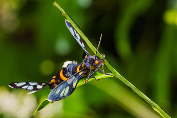 Pair of Euchormiid butterfly mating