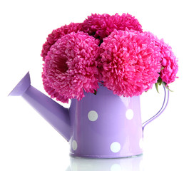 pink aster flowers in watering can, isolated on white