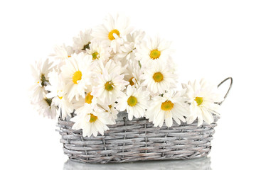 daisies in  wicker basket isolated on white