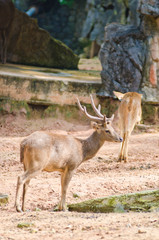 Deer in autumn forest