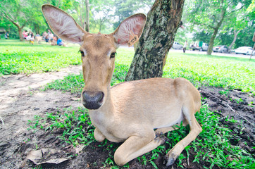 Eld's deer sit on grass