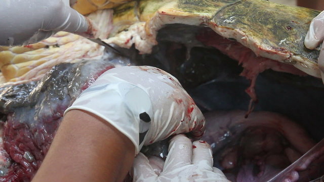 Animal Autopsy on Turtle death for Contamination