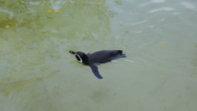 Humboldtpinguin - Pinguin