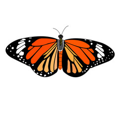 butterfly