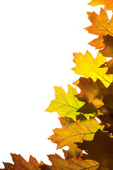 Autumn leaves background