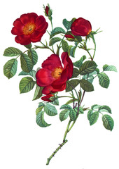 flower illustration