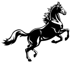 Obraz na płótnie Canvas hodowli koni czarny biały