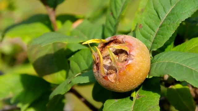 Mispel am Baum vid 03