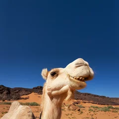 Fototapete Rund Camel in the desert © sunsinger
