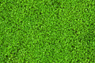 fresh green natural moss background