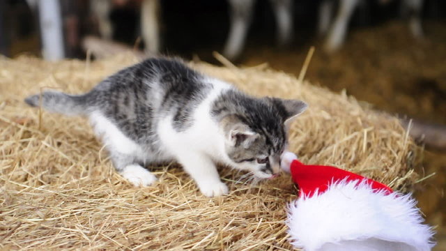 Katze spielt mit Weihnachtsm&uuml;tze