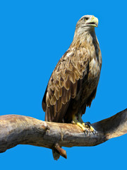 Eagle sitting on a branch