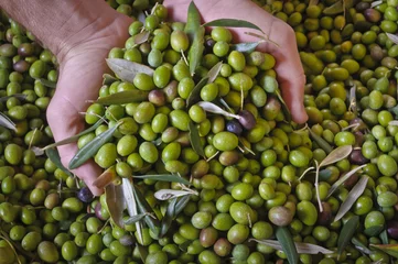 Tuinposter olive nelle mani © alb470