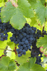 bunches of red grapes on the vine