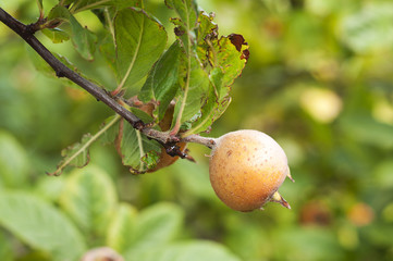 loquat on tree branch and green leaves