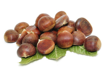 Blätter, Edelkastanie