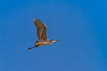 grey heron in flight.