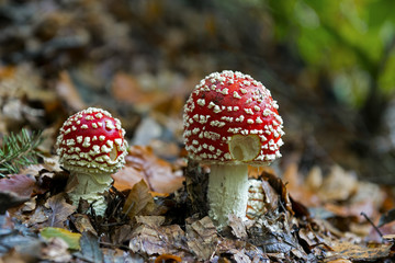 Roter-Fliegenpilz-2012 3751
