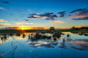 Swamp scenic