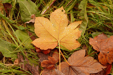 Ahorn Blatt im Herbst