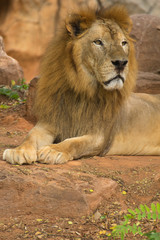 lion