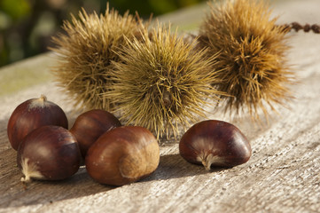 Chestnuts - Esskastanien