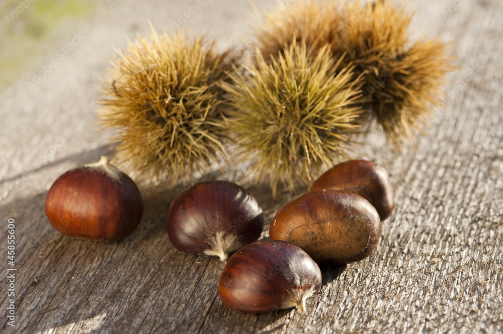 Wall mural Chestnuts - Esskastanien