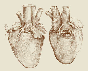 Heart. Based on drawing of Leonardo da Vinci - 45855881