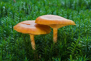 Velvet Foot growing on moss