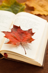 An open poetry book covered with an autumn leaf