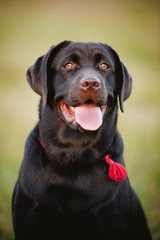 brown labrador portrait