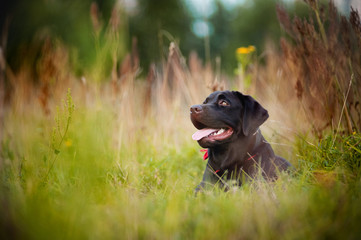 brown labrador lying