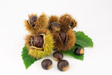 chestnut