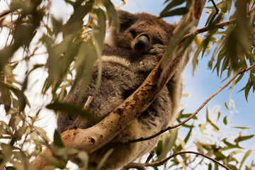 Koala Bär im Eukalyptusbaum
