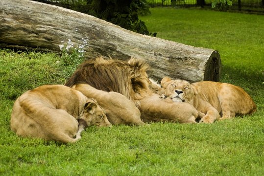 Fototapeta lions